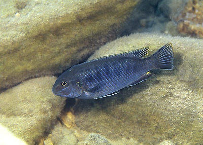 Pseudotropheus sp. 'lucerna blue mozambique' Chuanga